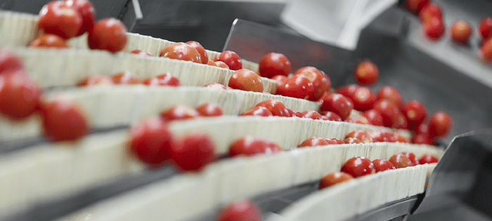 Food manufacturing tomatoes