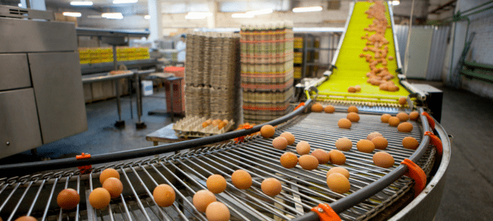 egg manufacturing conveyor belt